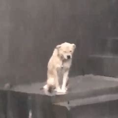 中國海岸線長度 淋雨的狗